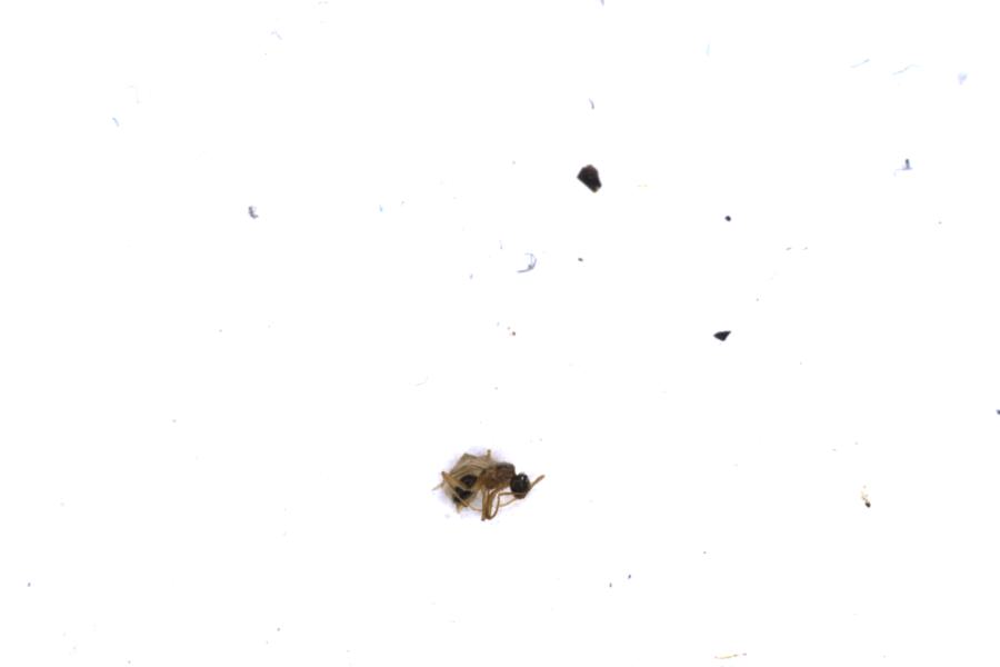 Image 20